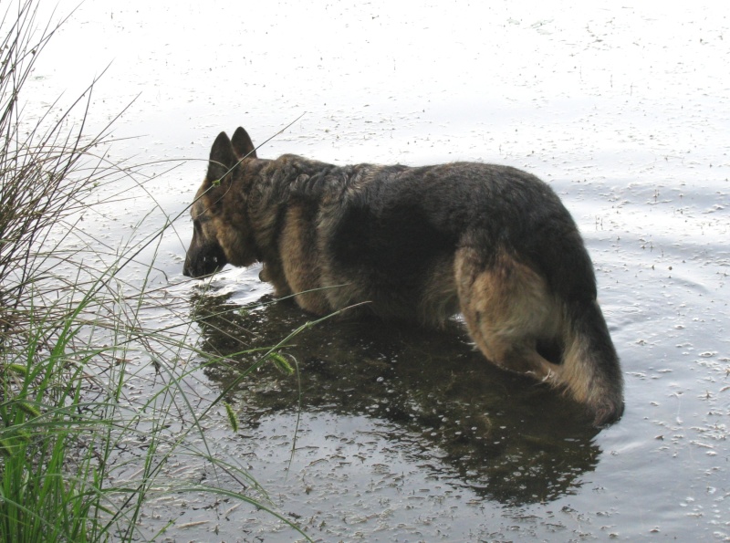 Zeus (berger allemand) - Page 23 Z317