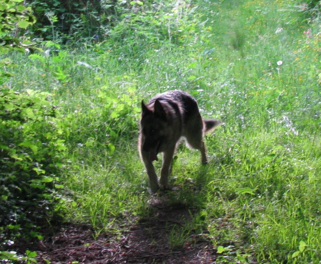 Zeus (berger allemand) - Page 23 Z814