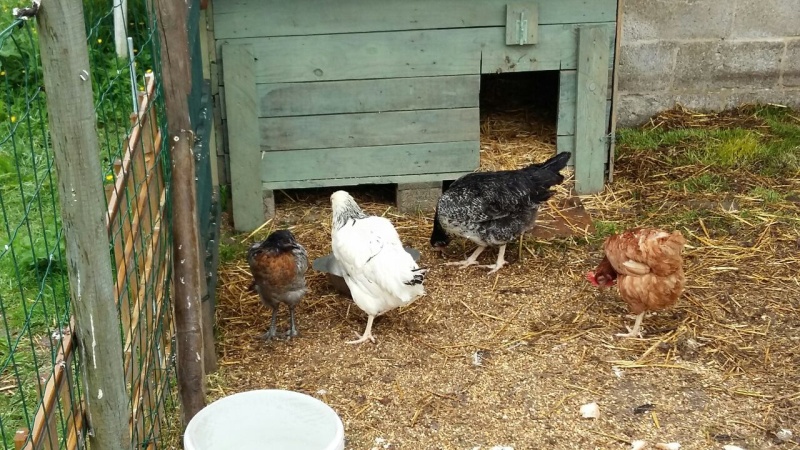 Problème d'introduction de 3 poules parmis mes 7 poules. Image-10