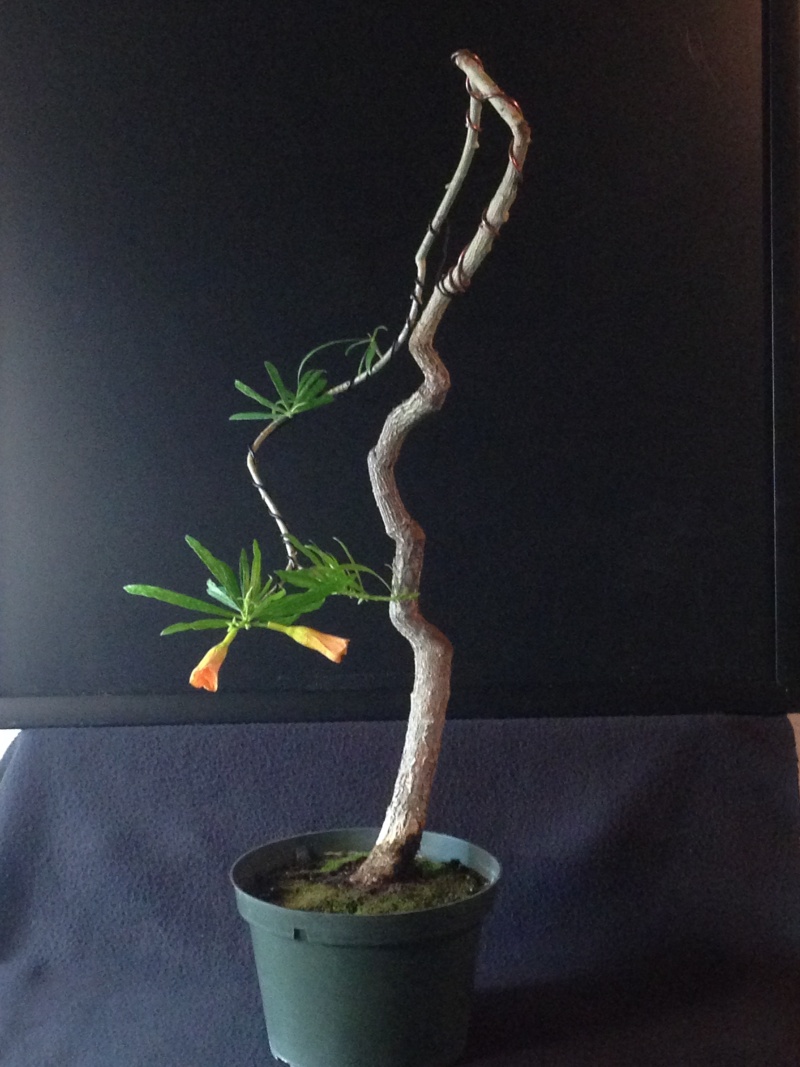 Thevetia peruviana (Oleander) Img_0412