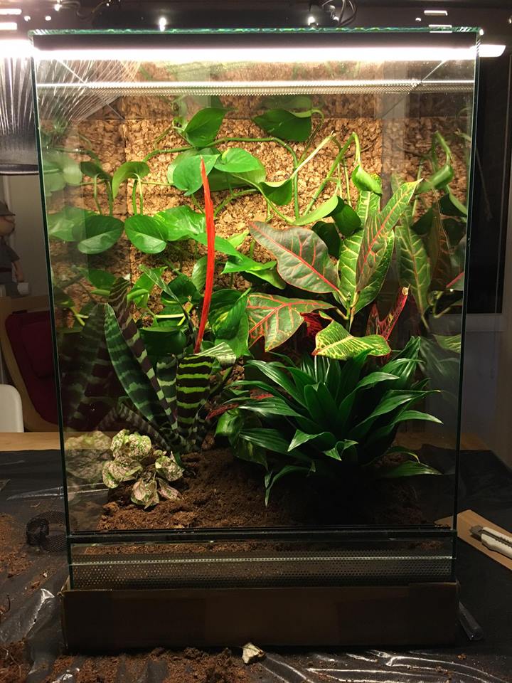 Idée terrarium - Page 23 10530911