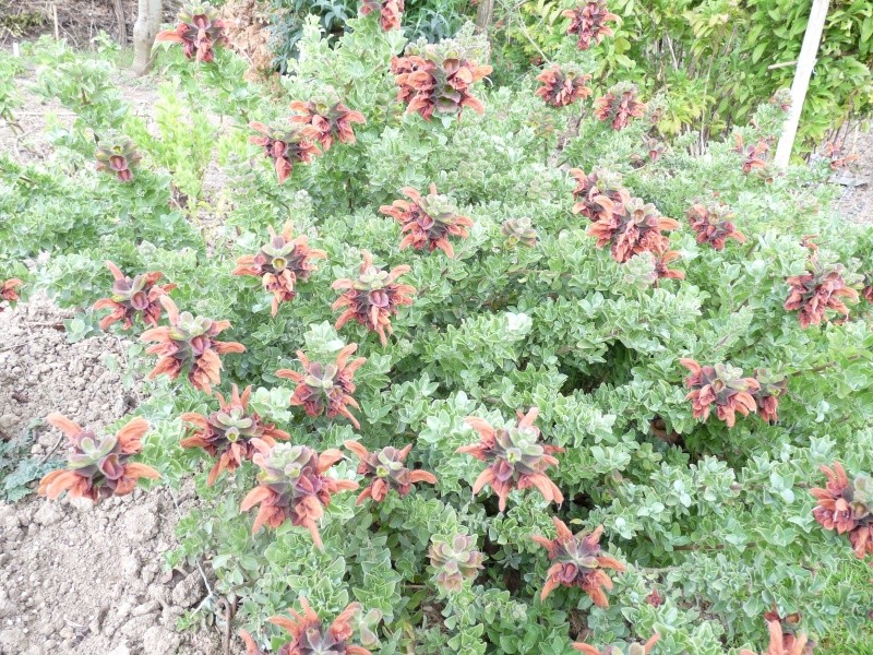 salvia africana lutea P1090210