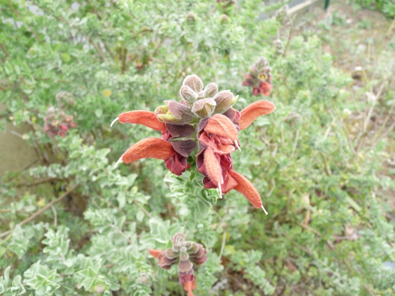 Salvia aurea 'kirstenboch' S_aure10