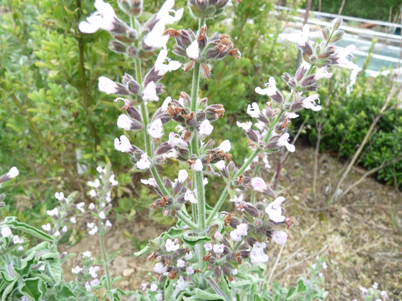 salvia fruticosa S_frut10