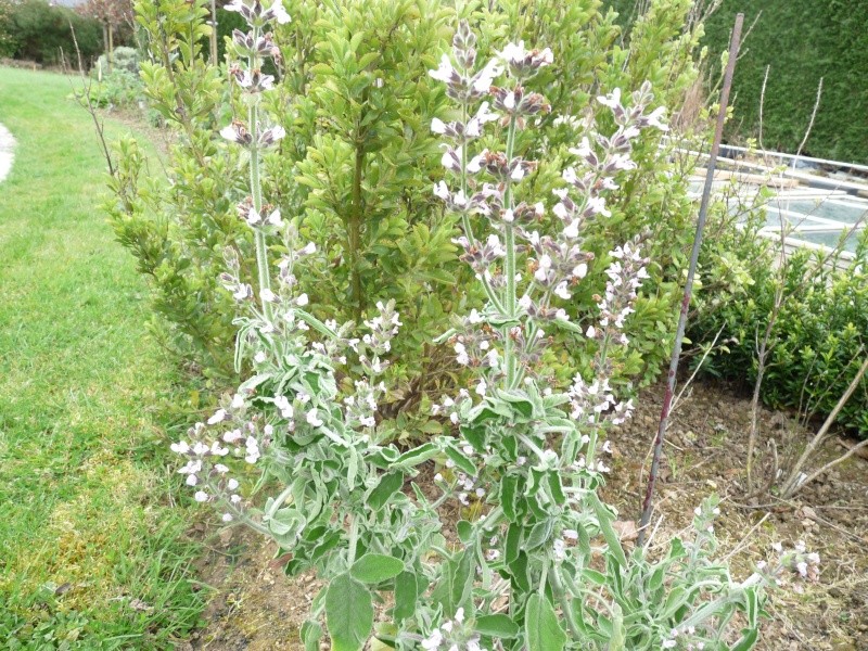 salvia fruticosa S_frut11