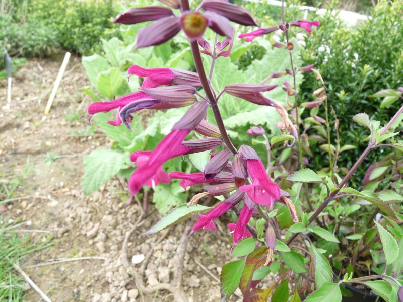 Salvia aurea 'kirstenboch' S_love10