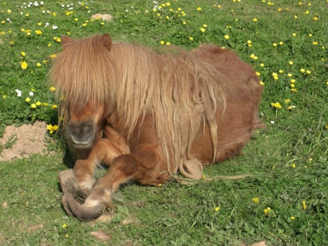 Dossier en cours : Pilou, poney Shetland du 59 ! 22428711