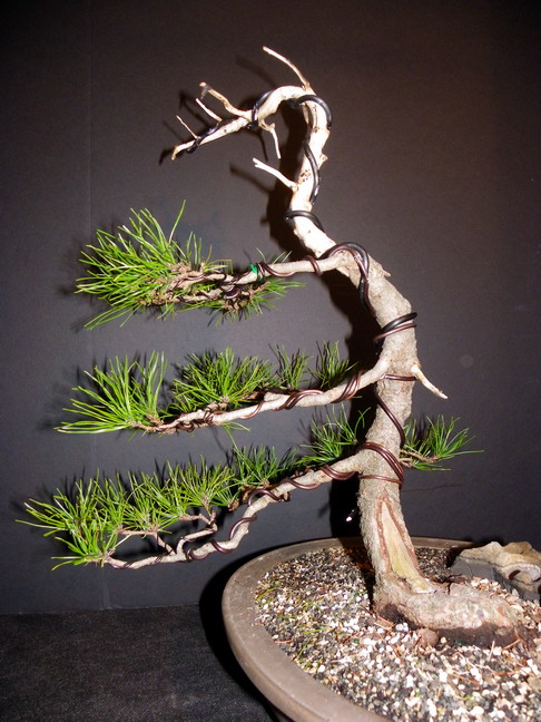 Pinus Contorta Novemb14