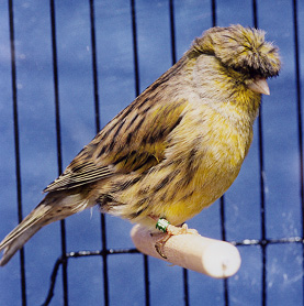 معلومات مدهشة عن طيور الكناري (الجزء الثاني) Canary11