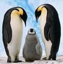 معلومات  عن طيور البطريق من (حيدرة حيدر) Rhcat010