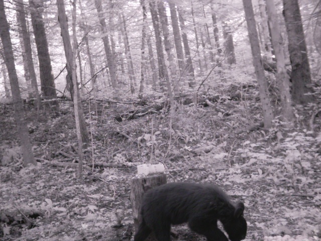 Mettez vos photos d'ours de caméra de détection 2008  :D 0410
