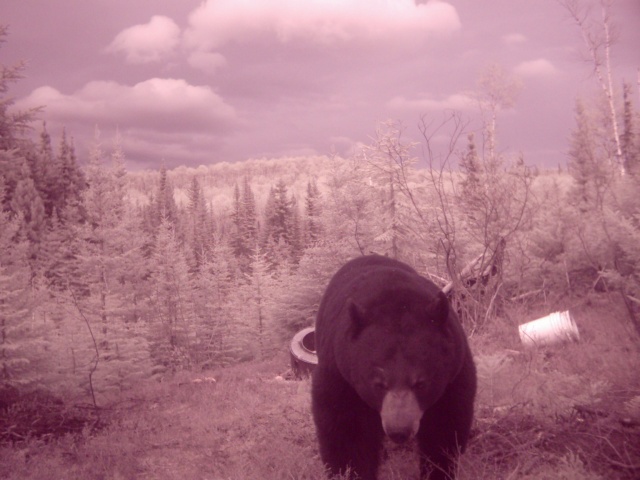 Mettez vos photos d'ours de caméra de détection 2008  :D 2008_010