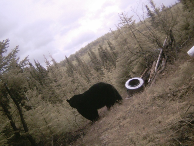 Mettez vos photos d'ours de caméra de détection 2008  :D 2008_011