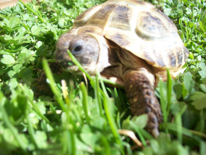 un petit nouveau arriver pour tenir compagnie a margerite Enclos33