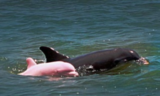 Delfín albino, único en el mundo Delfin10