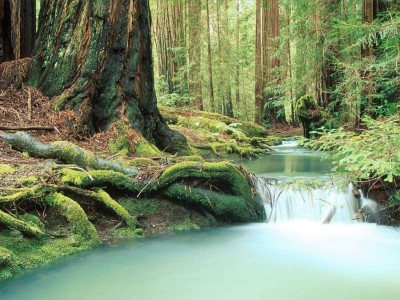 La Forêt Noire