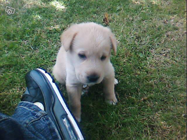 Chiot male, type Golden, 2 mois (62) 30665710