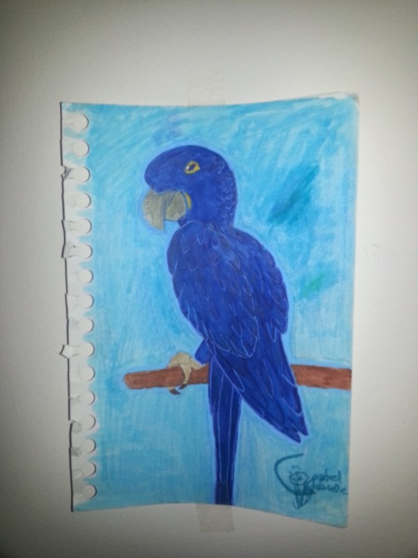 (feutres et crayons) ara bleu Ara1110