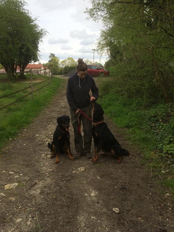 Roméo et Juliette deux chiots beaucerons LOF de 10 mois en urgence. Un mâle et une femelle - Page 4 Img_4310