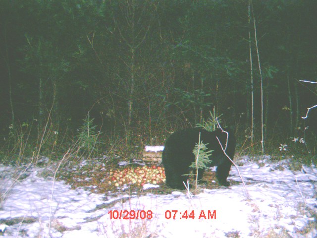 Mettez vos photos d'ours de caméra de détection 2008  :D Ch200810