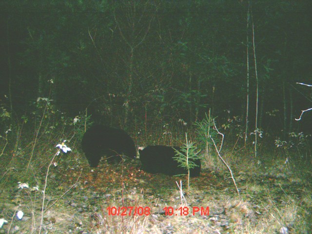 Mettez vos photos d'ours de caméra de détection 2008  :D Che20011