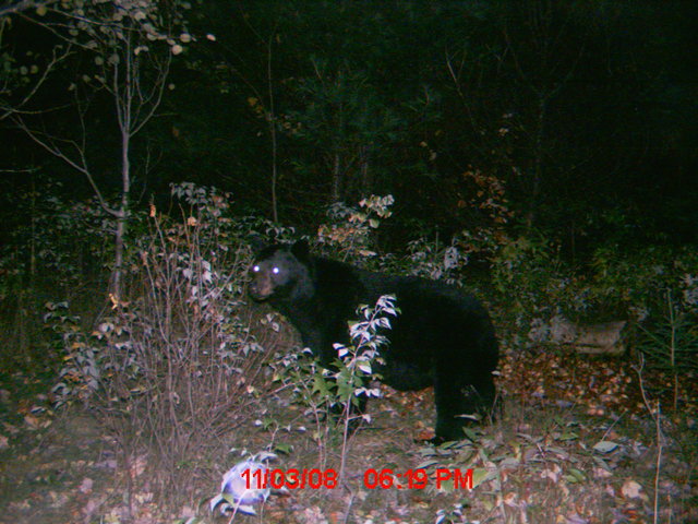 Mettez vos photos d'ours de caméra de détection 2008  :D Ourse010