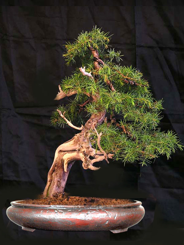 juniperus comunnis Aerven10