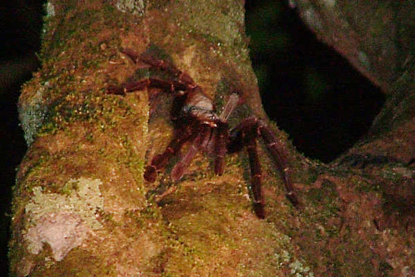 Phormingochilus in Borneo Treesp11