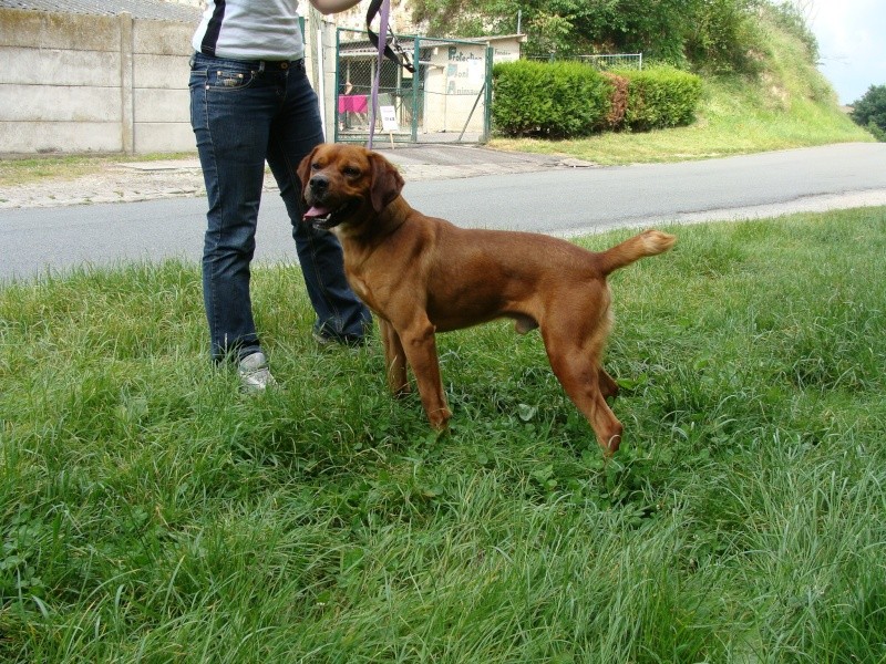 SULTAN MALE X CROISE BOXER NE EN 2005 Dsc01620