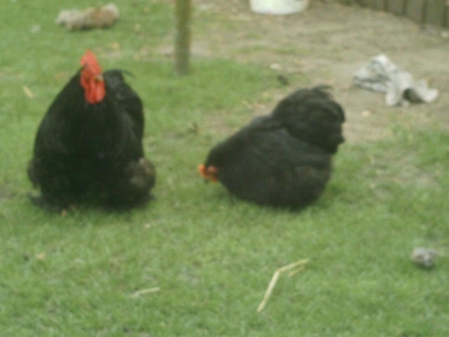 Mes bantam de pékin noir Bantam27