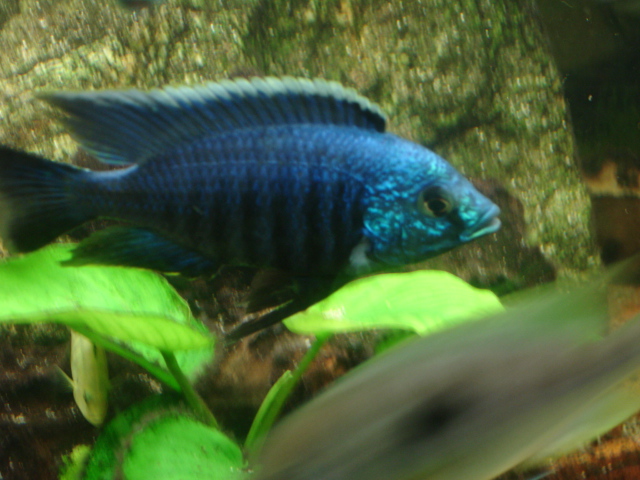 Copadichromis Azureus Copadi14