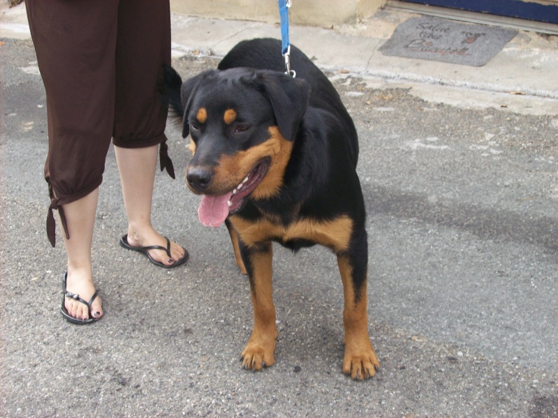 Rocky, croisé Rott de 7 mois (33) 100_1313