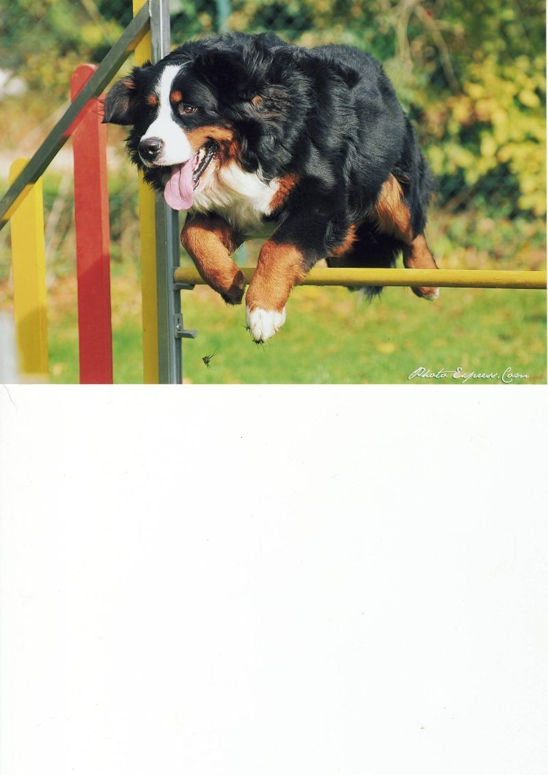 Nouveau concours [saut de chiens] - Page 5 Haiko10