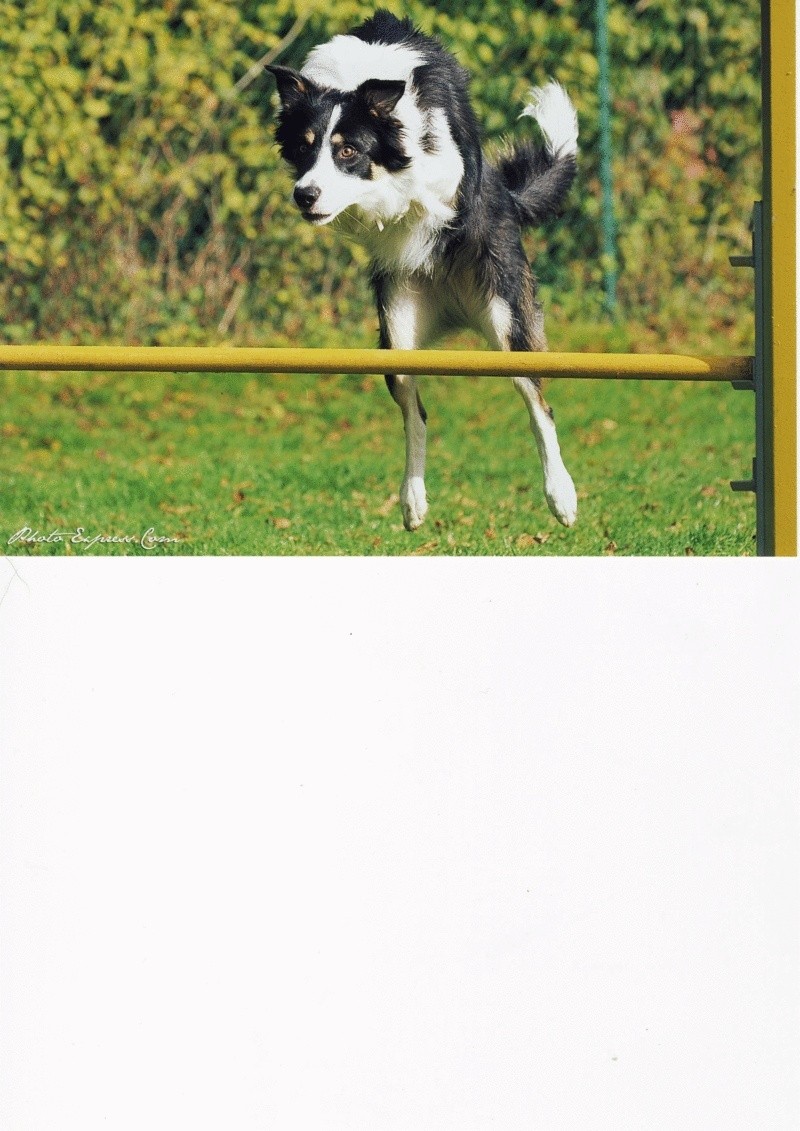 Nouveau concours [saut de chiens] - Page 5 Image210