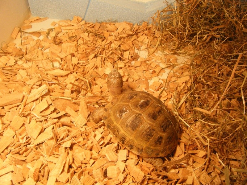 mes deux tortues Choppe10