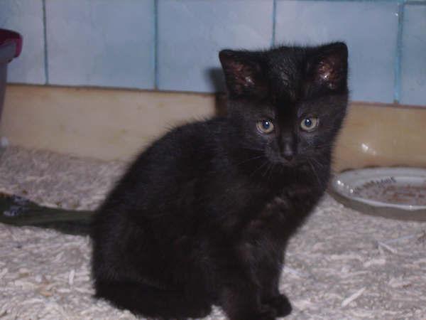 URGENT trois chatons a adopter!!! Tarzan10