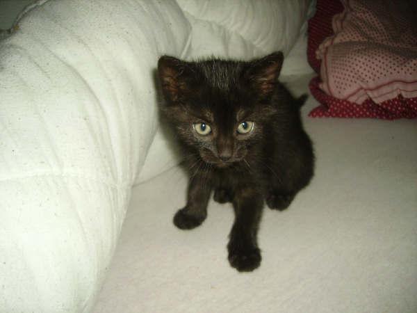 URGENT trois chatons a adopter!!! Zazy1010