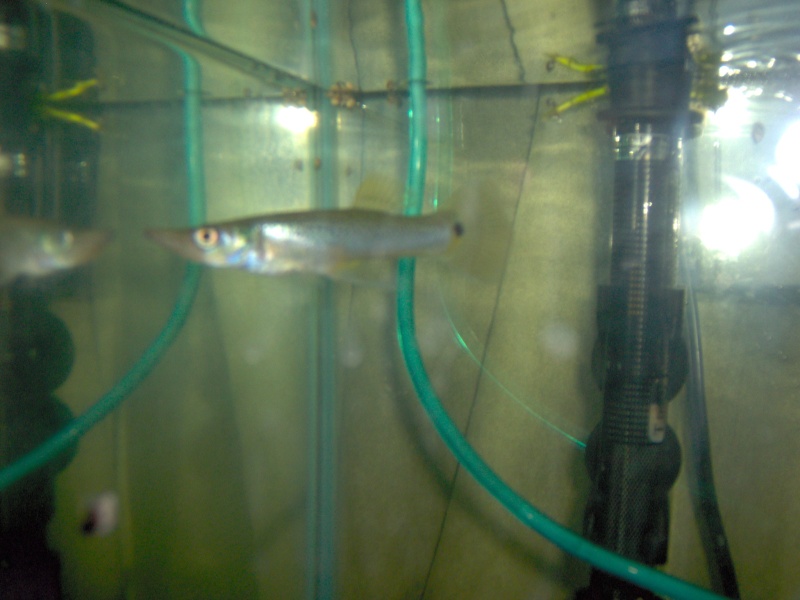 pic of my barracuda!! Fish_010