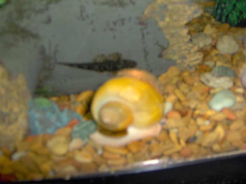 What kinda snails do you have!!!!! Pets_013