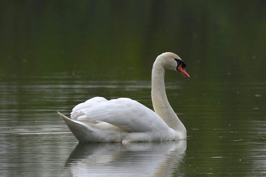 Sur les étangs de Cattenom _dsc0111