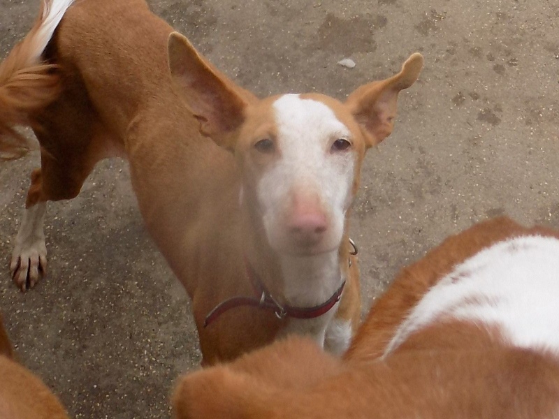 Carmona, adorable podenca, 2ans Adoptée 12885610