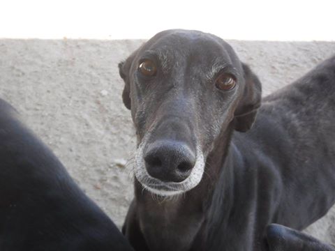 Zamorano, galgo noir, 5 ans 1/2 13226810