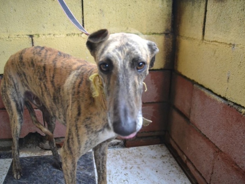 Guindilla, galgo bringé, 3 ans Dsc_0616