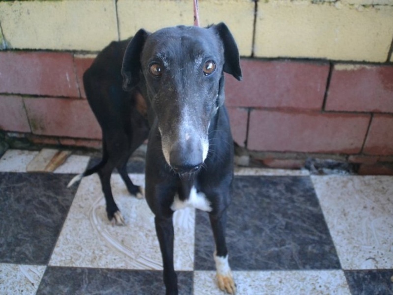 Carlos, galgo noir et un peu de blanc, 4 ans. Réservé Dsc_0810