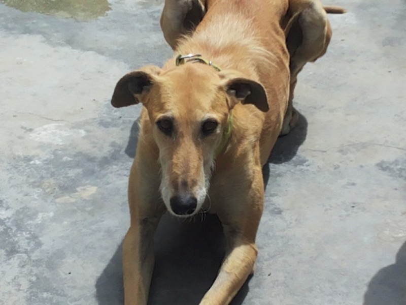 Fiel galgo beige, 4 ans  Adopté  Fiel_e17