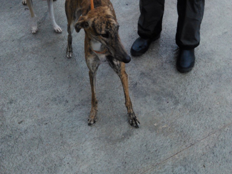 Noelia, galga bringée qui n' a pas 2 ans. Img_2038