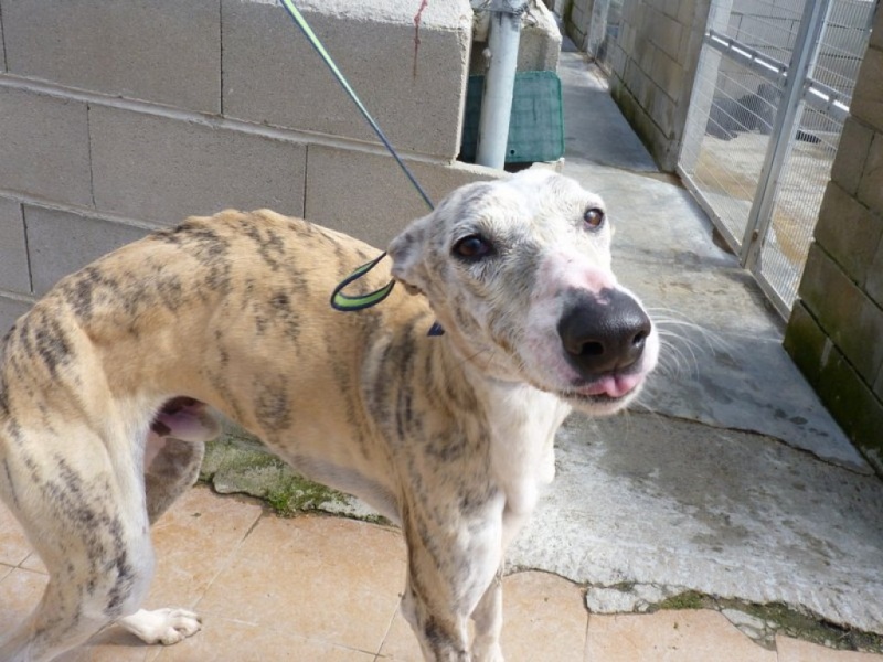 Escobar, galgo bringé très clair et blanc, 2 ans1/2 P1250412