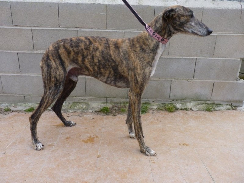 Trapo, galgo bringé grande taille, 5 ans 1/2 P1250510