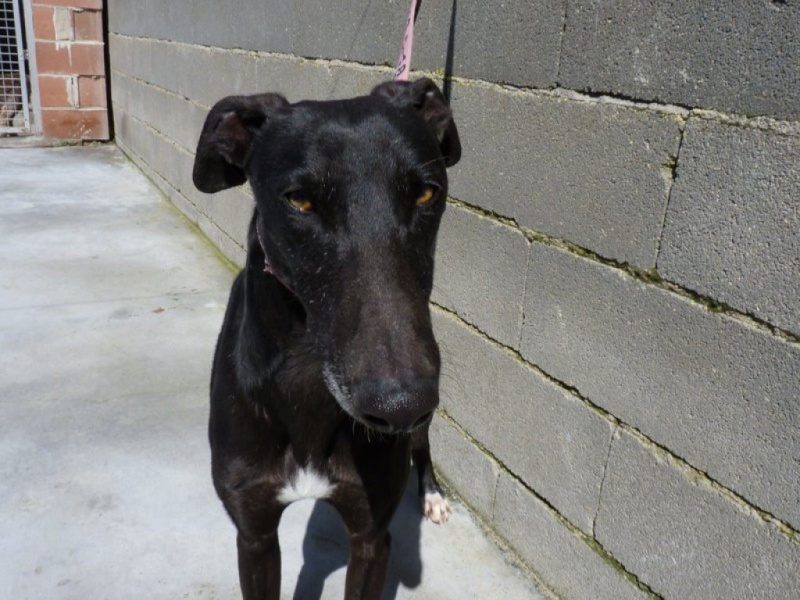 Aaron, splendide galgo noir, 4 ans P1260013