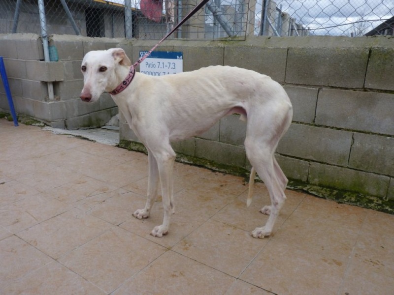 Camacho, galgo blanc, 3 ans scooby france Adopté P1260015